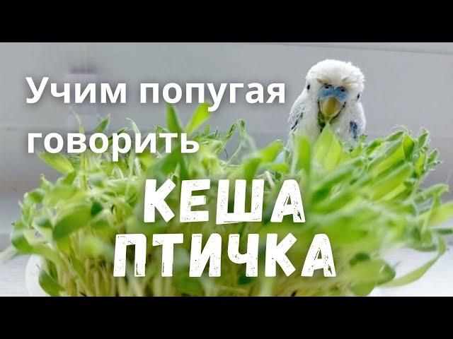 Учим попугая говорить "Кеша птичка"