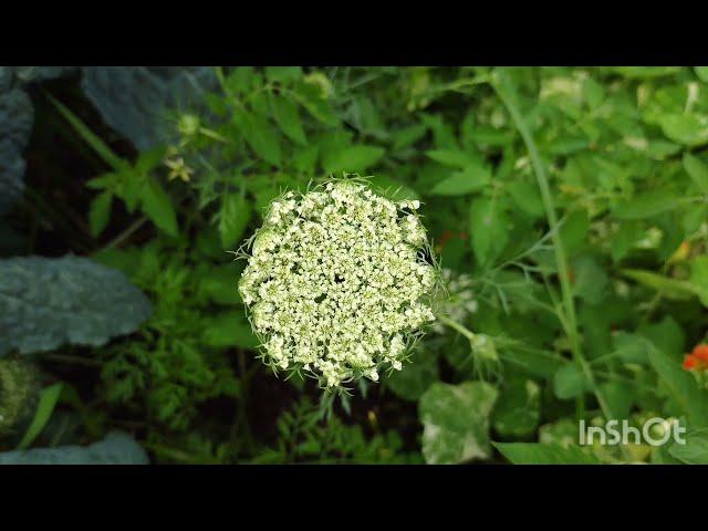 Queen Anne's Lace |Stewpendous Growth|