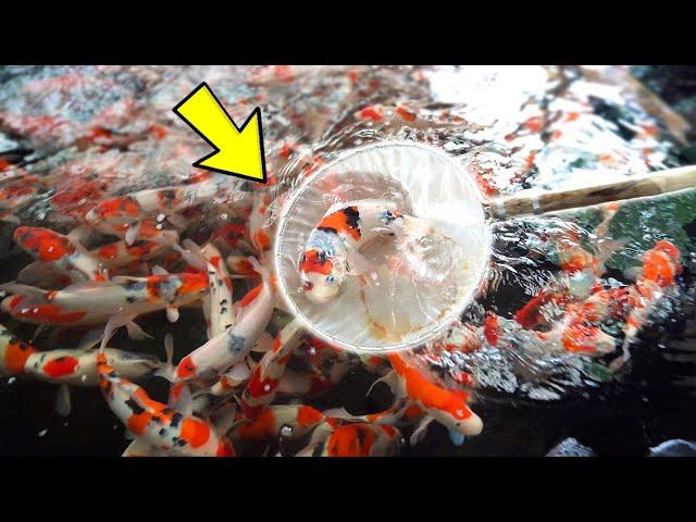 I Selected 20 Beautiful Japanese Koi