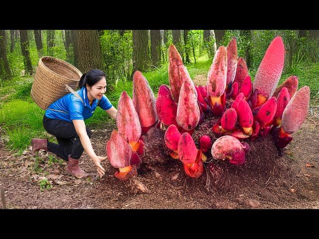 Harvesting Fire of the Forest God for to cook delicious dishes | 7 Day Discover the strange fruits