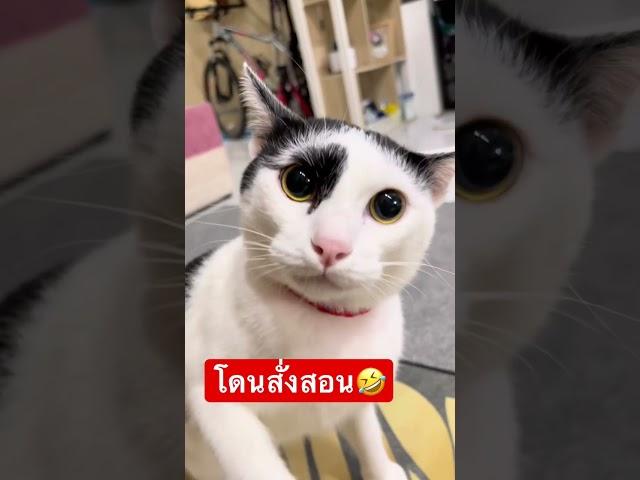 แค่แอบออกไปกินกุ้งย่างแป๊บเดียว#ทาสแมว #ป๊อบคอร์นแมวเถียงเก่ง #แมว #fyp #cat #แมวดุ #shorts