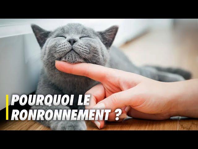 Pourquoi les chats ronronnent-ils ? - Scilabus 26