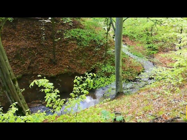 Armenia, Stepanavan dendropark️Ստեփանավանի դենդրոպարկ️Степанаванский дендропарк