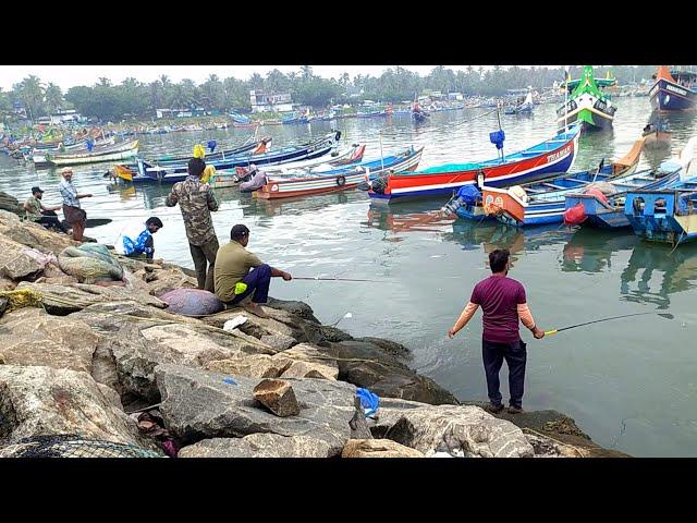 മഞ്ഞ ചെമ്പല്ലിയും വറ്റയും ചാകര വന്നുTraditional Fishing,Kerala fishing,Village Fishing,fishing tips