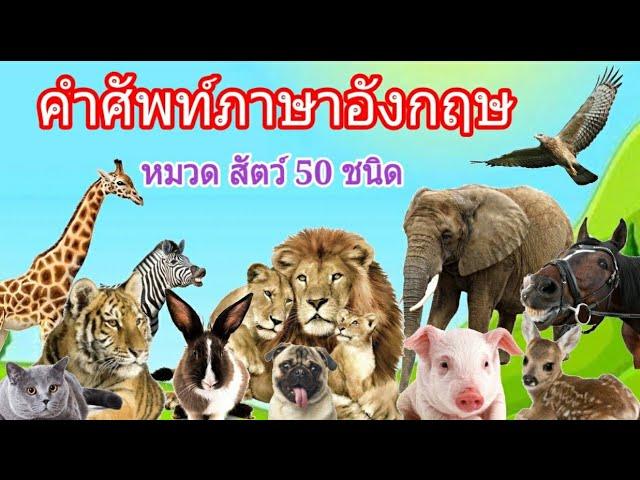 คำศัพท์ภาษาอังกฤษ เรื่องสัตว์ต่างๆ พร้อมวีดีโอรูปภาพและคำอ่าน | เหมาะสำหรับอนุบาลและเด็กเล็ก