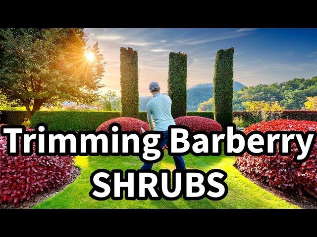 Shrub Plants:  How to Trim Barberry Bushes like a Pro #shrubs #trimming #howto