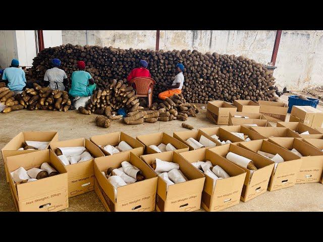 How To Make Millions From Exporting Yam From Ghana | Details For Beginners