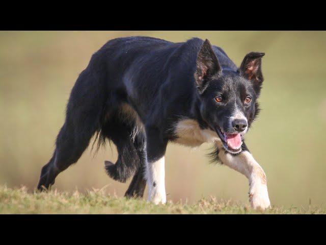 Nan.. 21 months old.. lot 15 Skipton Online Auction 27-29 January.