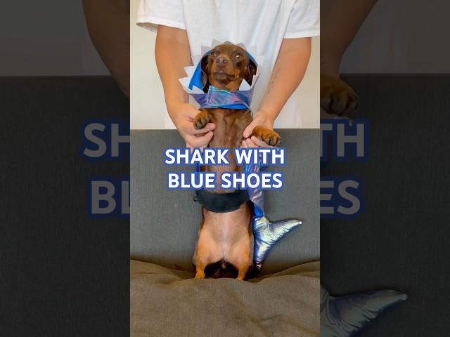 Nothin’ To Lose #minidachshund #puppy #dachshundpuppy #dachshund #cute #cutedog #funnydog #funny