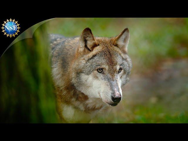 The WOLVES of Yellowstone | Science Nation