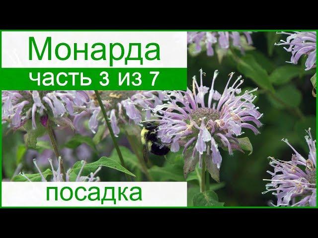  Посадка монарды в открытый грунт: как и когда сажать монарду в саду