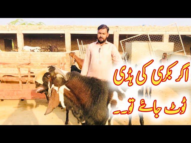 کیا ٹوٹی ہوئ ہڈی  کا کوئ علاج ہے ۔ ustad farhan gujjar