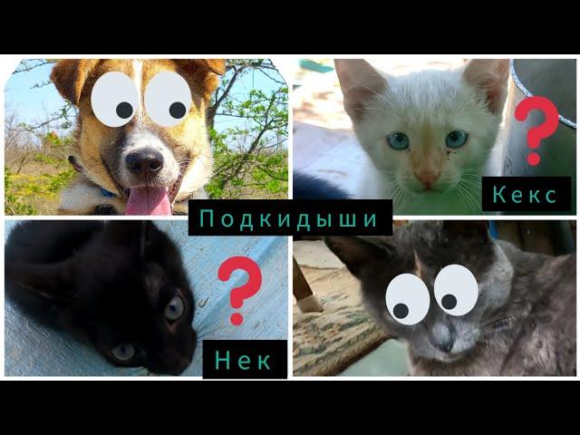 Котят выкинули прямо в степь. Боник и Маруся в шоке от новых гостей.