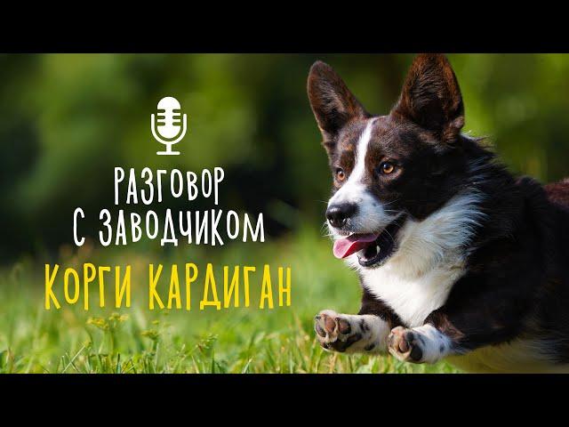 Разговор с заводчиком: вельш-корги кардиган / отличия от пемброк / маленькая овчарка