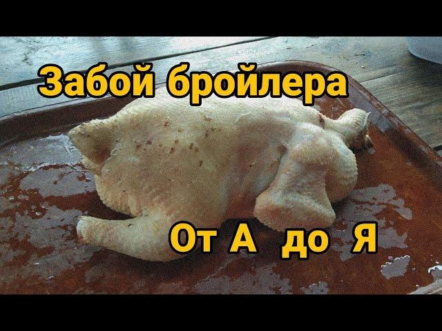 Забой бройлера . Забой бройлера от А до Я . Как правильно забить бройлера .