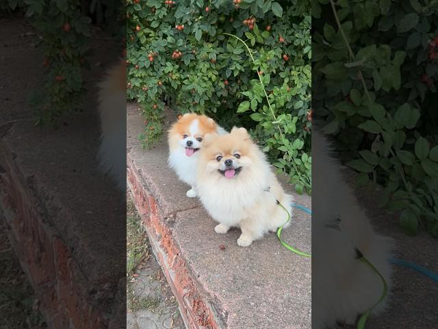 Привет всем от Мэджика и Яниса. #pomeranian #dogs #shorts #pets #animals #loverdog