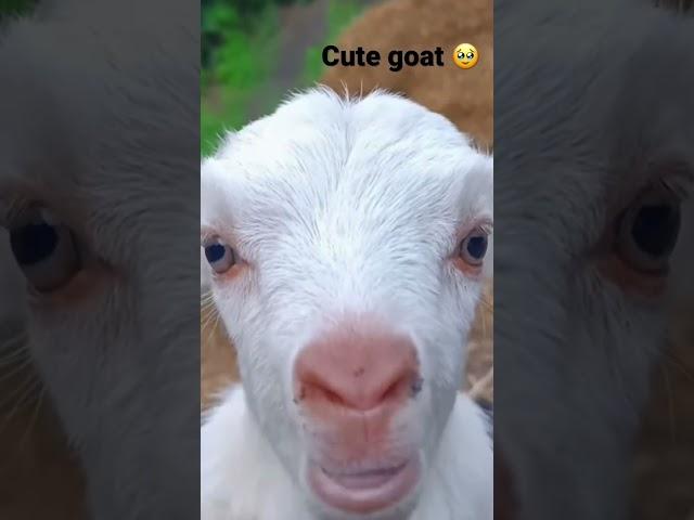 Cute goat ️#reelskiduniya #funny #cute #goat #expensive #reels #shorts #shortvideo