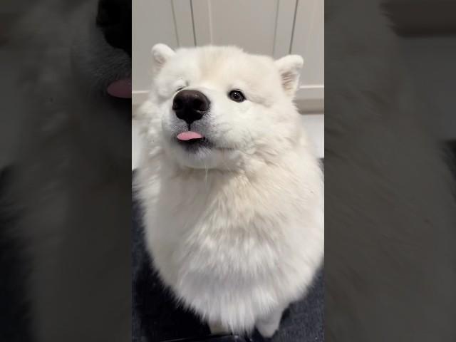 lots of side eye and stares into our souls this morning ‍️ #samoyedpuppy #samoyed #fypシ゚ #fyp