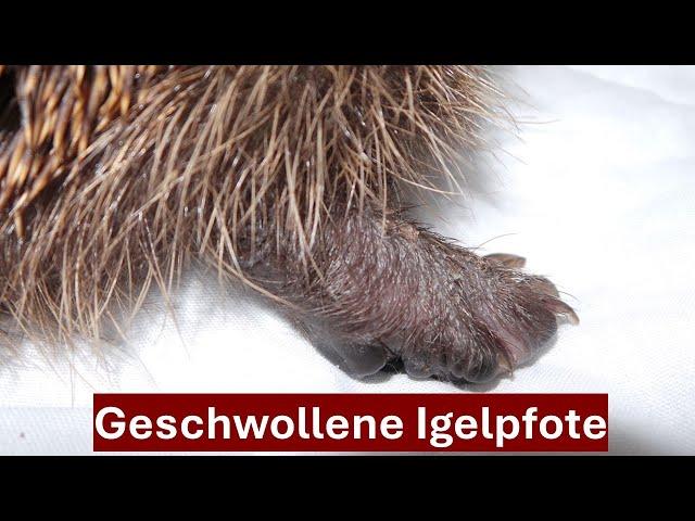 Igel "Jerry" mit Humpelbein eingefangen und 1. Behandlung beim Tierarzt, Nr. 206 (22.09.2024)