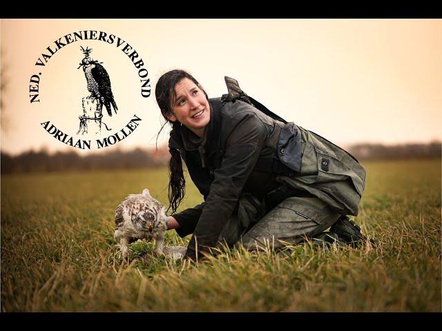 Hunting with goshawk's in the Netherlands 2023 ( Valkeniersverbond Adriaan Mollen ) 4K