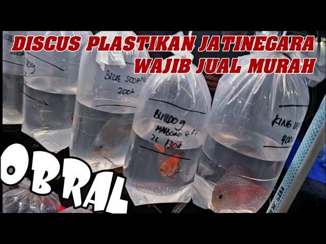 DISCUS LOKAL RASA IMPORT‼️ Update Harga Terbaru Discus Termurah Bg Danu Pasar Ikan Hias Jatinegara