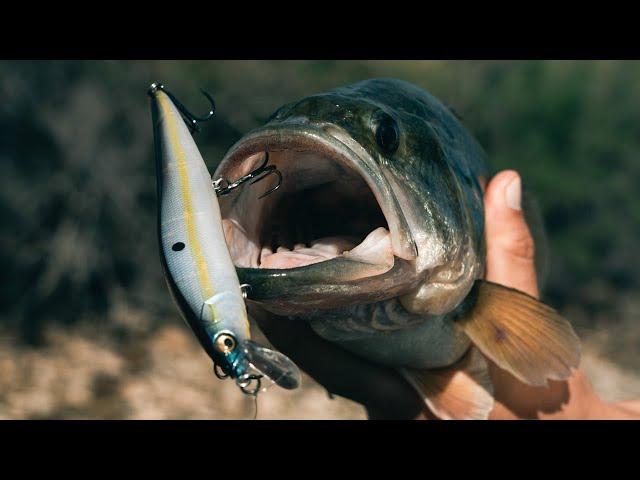 Fishing Shallow cover with the Vision 110 Max LBO Jerkbait