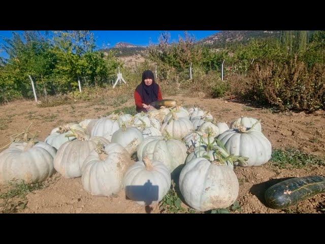 ACELE BAL KABAKLARINI TOPLADIK | HASAT SONRASI NEDEN GÜNEŞTE BIRAKTIK? | BAL KABAĞI HASATI