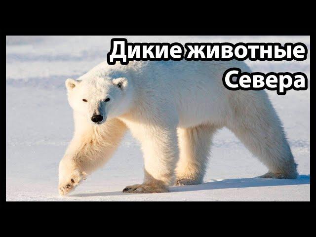 Дикие животные Севера (Зов природы)