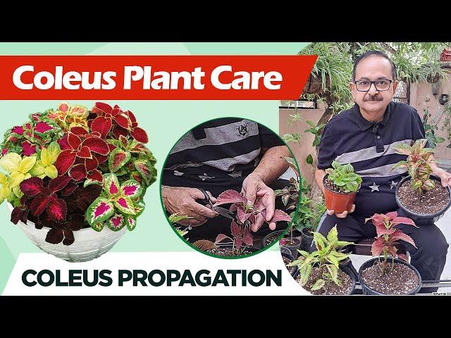 Coleus Plant Care I How to Make Coleus Bushy and More Colorful I Coleus Propagation