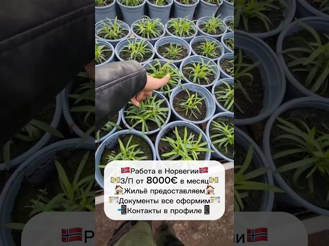 Работа на ферме в Норвегии #вакансии #работа #работавевропе