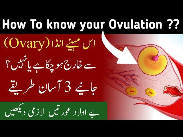 Know Your Fertile Days And Get Pregnant Fast | How To Know when Egg is Released From Follicle |