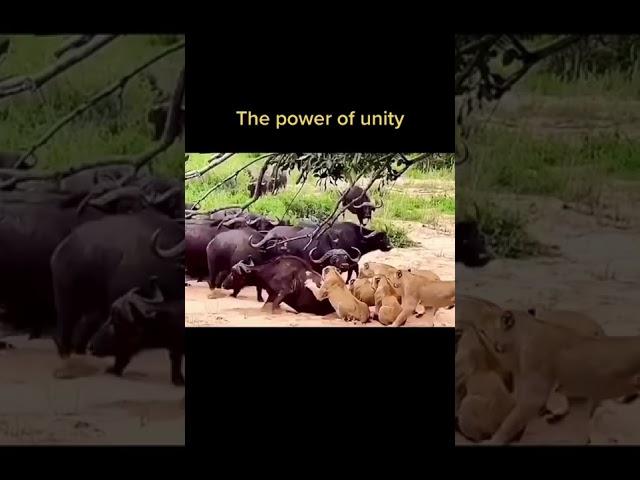 THE POWER OF UNITY: YOUNG BULL CALLS FOR REINFORCEMENT ON LIONS ATTACK