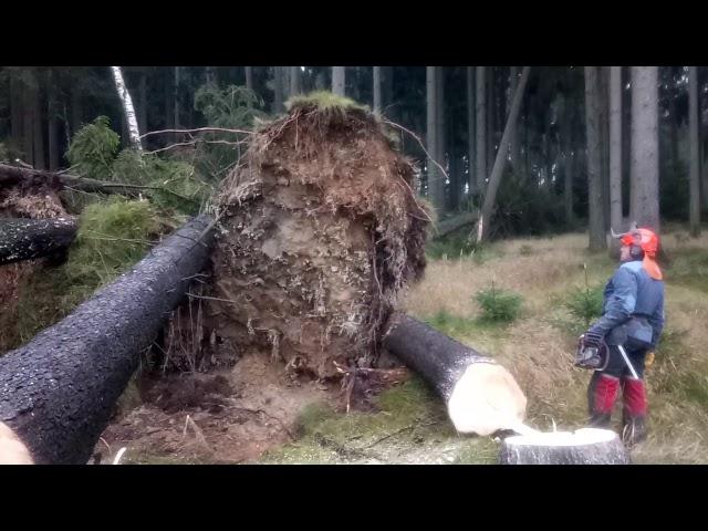 Very Dangerous tree felling Chainsaw Husqvarna 560 XP - Storm Herwart Europe