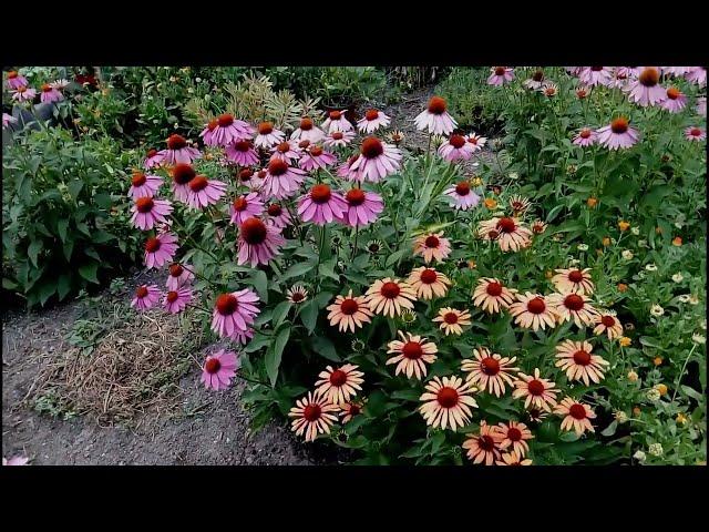 Diverse soiuri de Echinacea Purpurea in gradina mea...