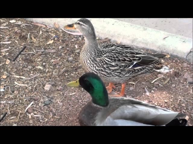 Mallard Ducks male and female