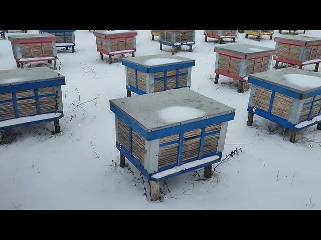 Beekeeping. Первая зимовка на Днепропетровщине.