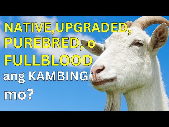 NATIVE, UPGRADED, PUREBRED o FULLBLOOD ba ang kambing mo?