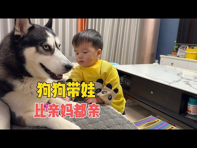 二貨哈士奇因為會帶小孩走紅，居然還懂得哄寶寶開心，成精了Funny interactive video of Husky and baby【马桶的逗比狗生】