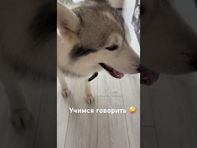 Пытаемся сказать, пока только количество повторений получается #husky #собака #хаски #животные