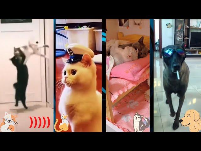 funny pets from Тik Тok