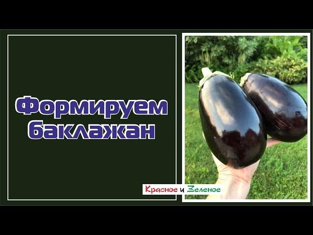 Как формировать баклажаны