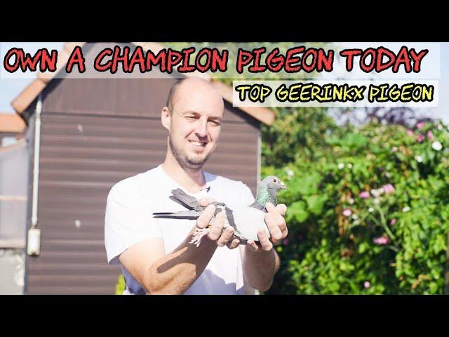 Top Bart Geerinckx Racing Pigeons for Auction | PIPA Exclusive Highlights