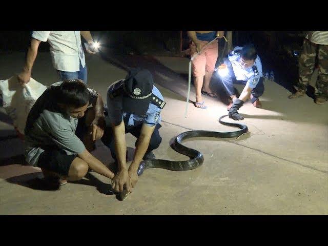 Three-meter-long viper caught in villager's house in southwest China