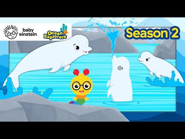 Let's Explore: Sounds With Beluga Whales! | Ocean Explorers Season 2 | Baby Einstein | Educational