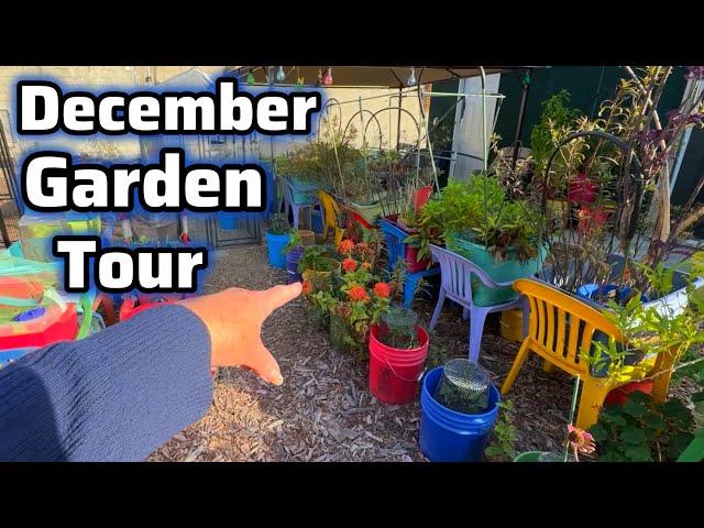 Garden Tour STILL Producing Vegetables Growing in Raised Bed Gardening Storage Container Totes MORE