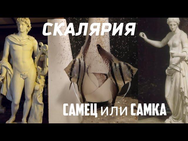 Как определить пол у скалярии. Скалярия самец или самка .