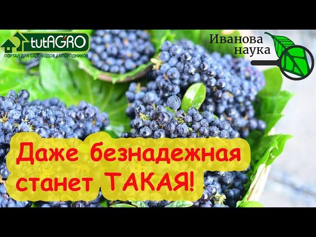 ГОЛУБИКА ЗАВАЛИТ УРОЖАЕМ! КУСТЫ ЛОМЯТСЯ ОТ ЯГОД! Помощь голубике даже в безнадежных случаях.