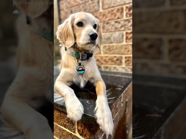  Welcome to Robyn’s Nest Mini Goldens!  If you took a peek at my camera roll, you’d be amazed
