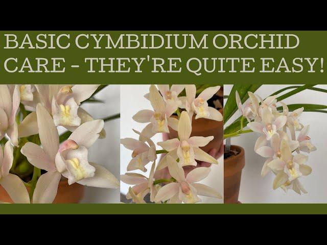 Basic Cymbidium orchid care: they're relatively easy!