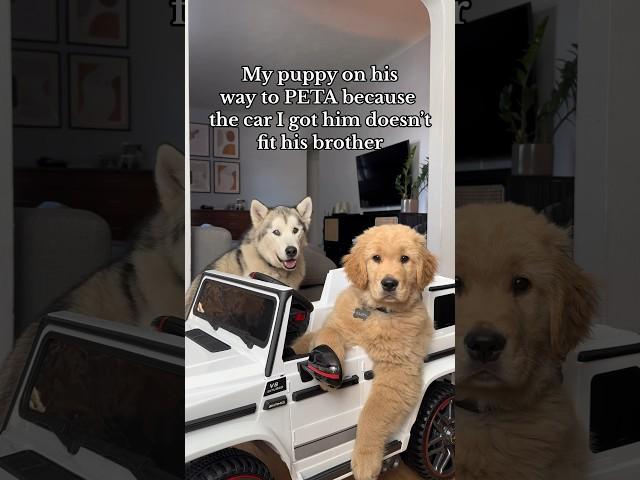 Puppy learns how to drive?! #dogsofyoutube #goldenretriever #puppy